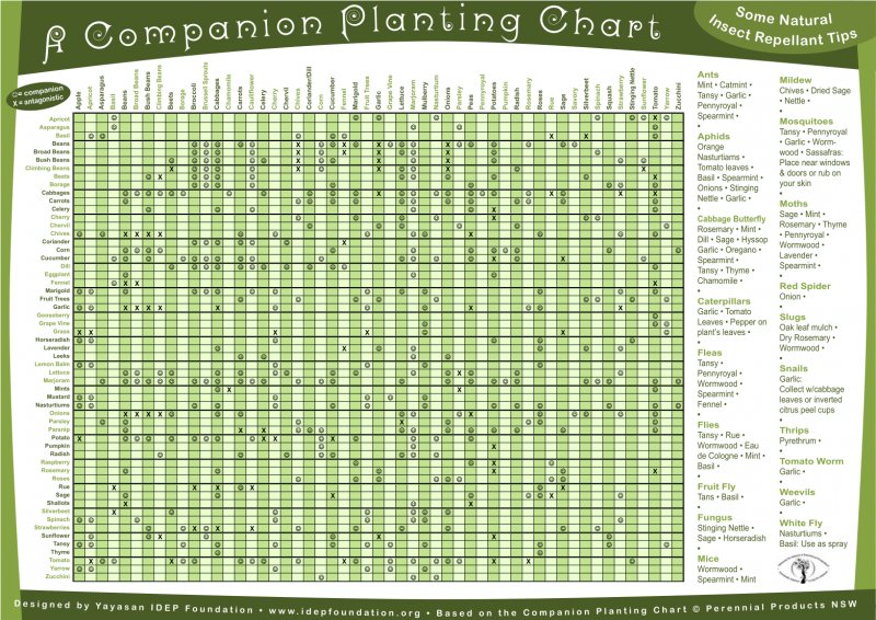File:Companion crop guide.png